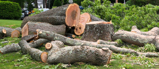Best Arborist Consultation Services  in Midway South, TX