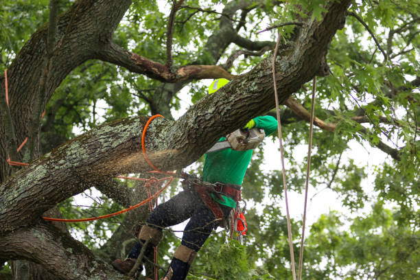 Trusted Midway South, TX Tree Care Experts