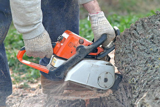 Midway South, TX Tree Care Company